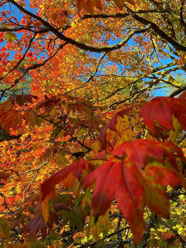 autumn